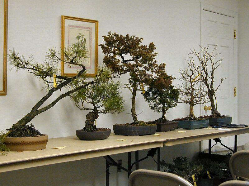Member Tree  -  Photo 1 c. 2010