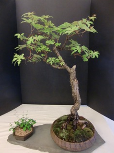 Annual Show 2011 - Extra 8 2011