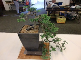 GSBS Annual Bonsai Show 2010