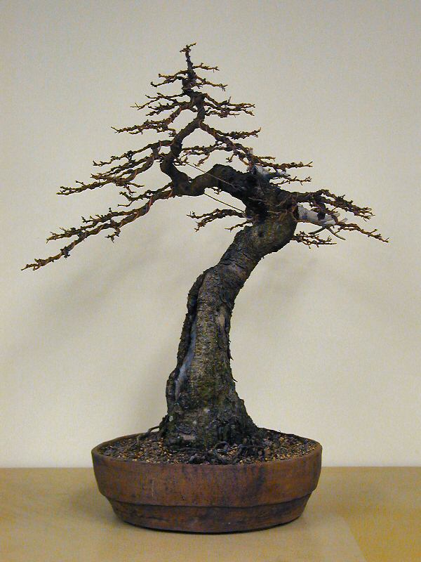 American Larch bonsai in informal upright style by Martin Schmalenberg
