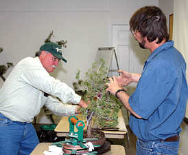 Andy Smith bonsai demonstration step 3 - wiring branches