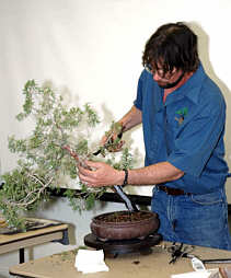Andy Smith bonsai demonstration step 4 - branch refinement