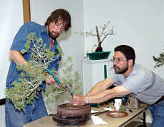 Andy Smith bonsai demonstration step 7 - final adjustments