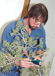 Andy Smith bonsai demonstration - completed tree styling