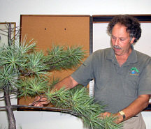Arthur Skolnik bonsai demonstration step 2 - foliage removal