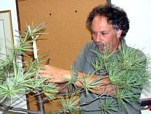 Arthur Skolnik bonsai demonstration step 4 - silhouette refinement