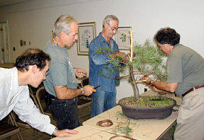 Arthur Skolnik bonsai demonstration - completed styling