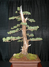 Bonsai GSBS member collection