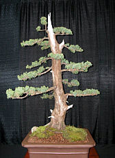 Member Tree  -  Bonsai (Edited) c. 2005