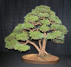 Bonsai GSBS member collection