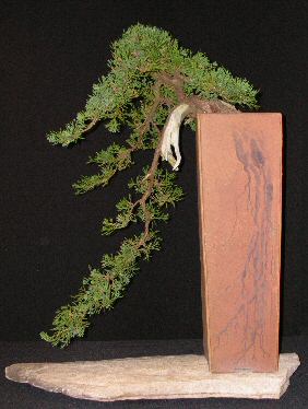 Cascade-style juniper bonsai with dramatic downward movement