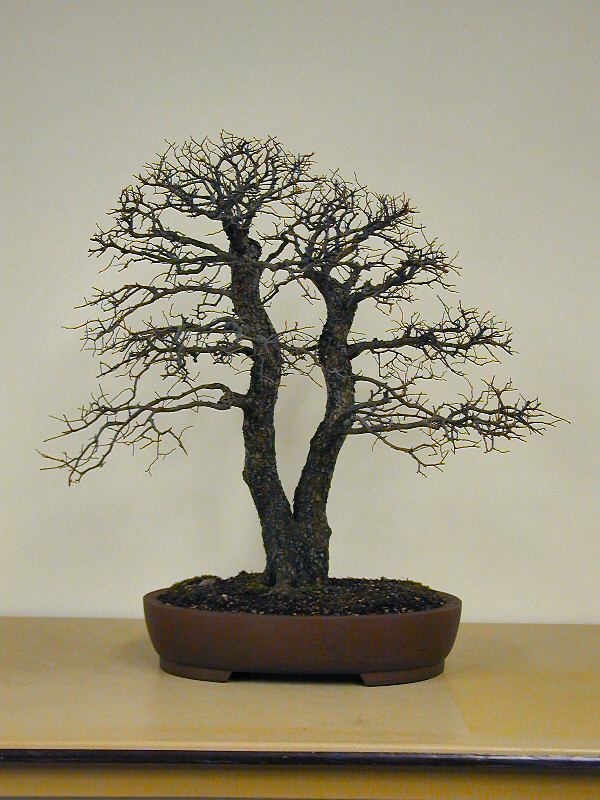 Cedar Elm bonsai in winter showing fine branch structure