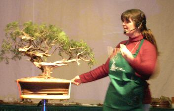 C. Manning masterpiece bonsai, Great Swamp Bonsai Society member collection