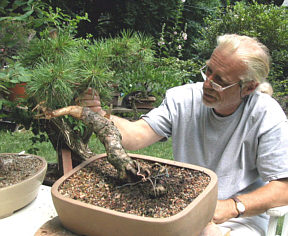 Colin Lewis bonsai demonstration step 1 - initial tree