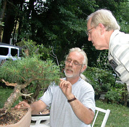 Colin Lewis bonsai demonstration step 2 - evaluation
