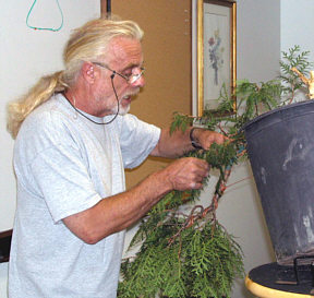 Colin Lewis bonsai demonstration step 8 - detail work