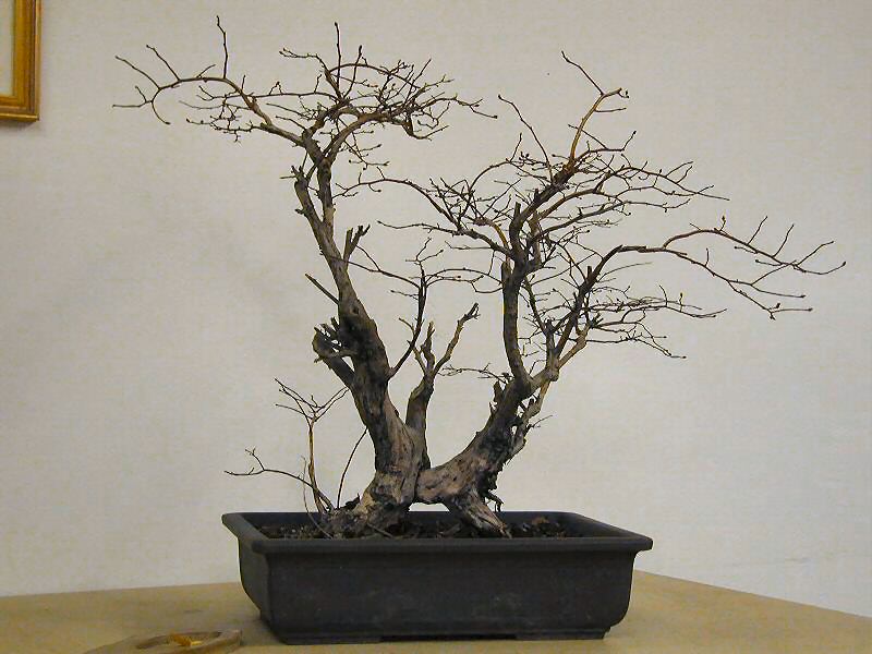 Collected yamadori bonsai specimen showing natural trunk movement