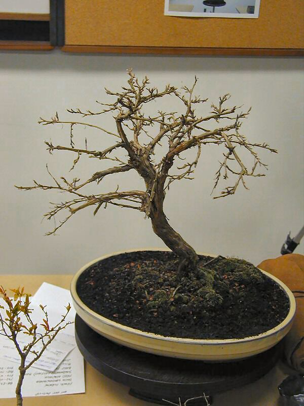 Collected bonsai specimen with natural movement
