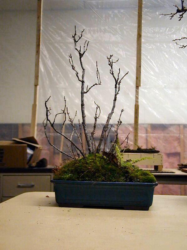 Collected bonsai specimen with natural deadwood features