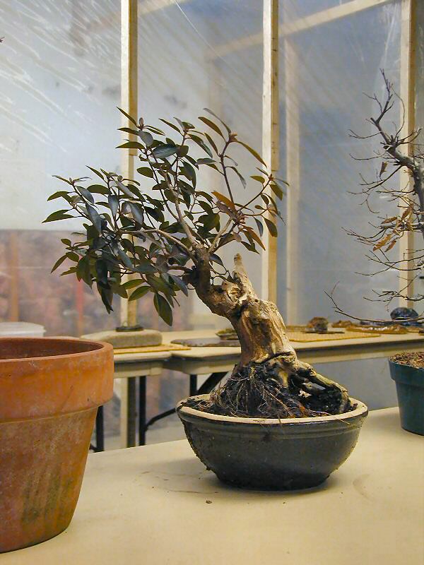 Collected yamadori bonsai with dramatic trunk taper