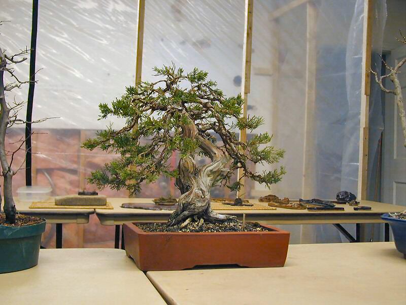Collected bonsai specimen with windswept character