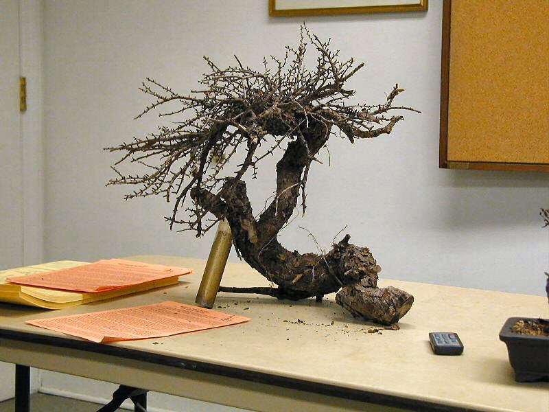Detail of collected bonsai specimen deadwood