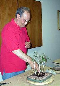 David Yedwab tropical repotting demonstration step 2 - root examination