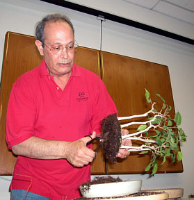 David Yedwab tropical repotting demonstration step 3 - root pruning