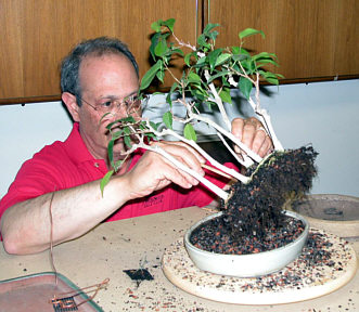 David Yedwab tropical repotting demonstration step 4 - pot preparation