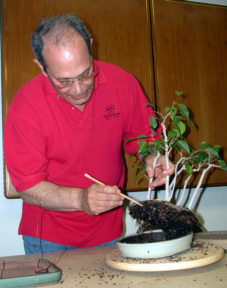 David Yedwab tropical repotting demonstration - completed