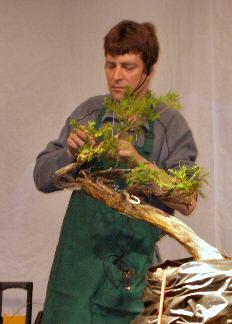 Member bonsai tree by D. Prescott, Great Swamp Bonsai Society NJ