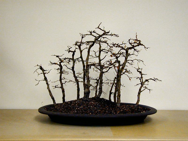 Hornbeam forest bonsai planting with multiple trees