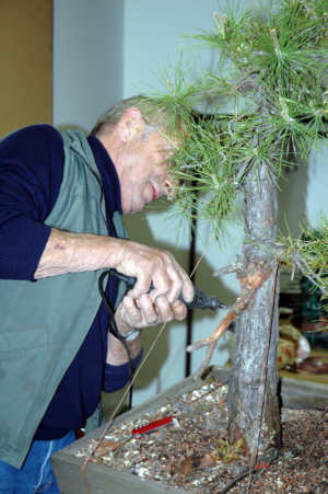 Horst Krekeler bonsai demonstration step 2 - planning