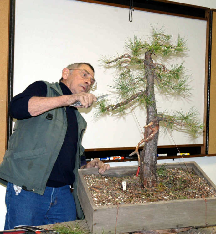 Horst Krekeler bonsai demonstration step 4 - positioning