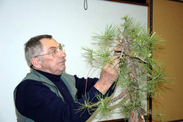 Horst Krekeler bonsai demonstration step 5 - silhouette