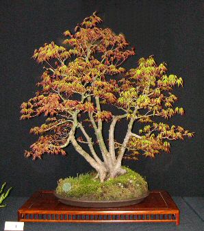 Multi-trunk Japanese Maple bonsai showing autumn color