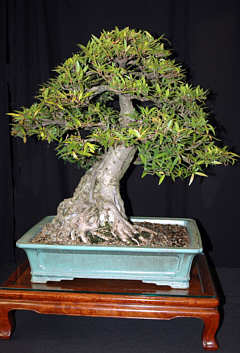 Bonsai tree exhibit #1 at MABS Spring Festival 2005, Mid-Atlantic Bonsai Societies