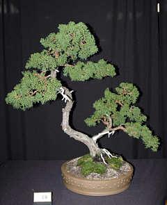 Variety of bonsai at MABS 2005