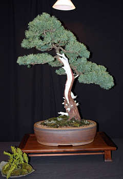 Bonsai display at MABS 2005