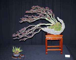 Exhibition bonsai at MABS 2005 East Hanover