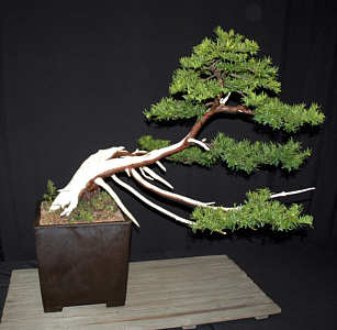 Bonsai exhibit at MABS 2005