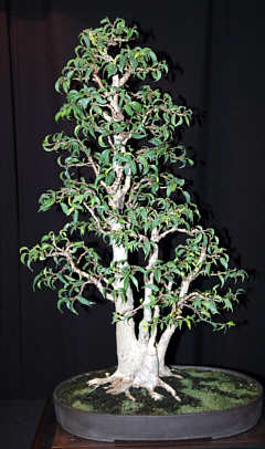 Exhibition bonsai #1 at MABS 2005 Spring Festival, Mid-Atlantic Bonsai Societies