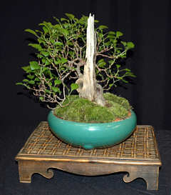 Member bonsai exhibit at MABS Spring Festival 2005, Great Swamp Bonsai Society NJ