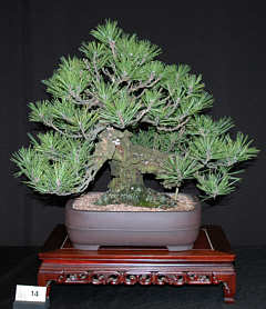 Exhibition bonsai at MABS Spring Festival 2005