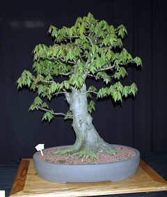 Bonsai with accent plantings at MABS 2005