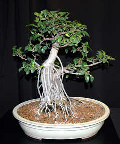 Exhibition tree at MABS 2005