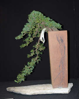 Bonsai specimen at MABS 2005