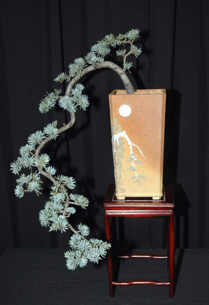 Bonsai tree exhibit #1 at MABS Spring Festival 2006, Mid-Atlantic Bonsai Societies