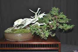Variety of bonsai at MABS 2006