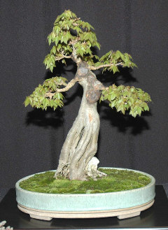 Bonsai display at MABS 2006
